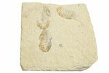 Three Cretaceous Fossil Shrimp - Lebanon #249605-1